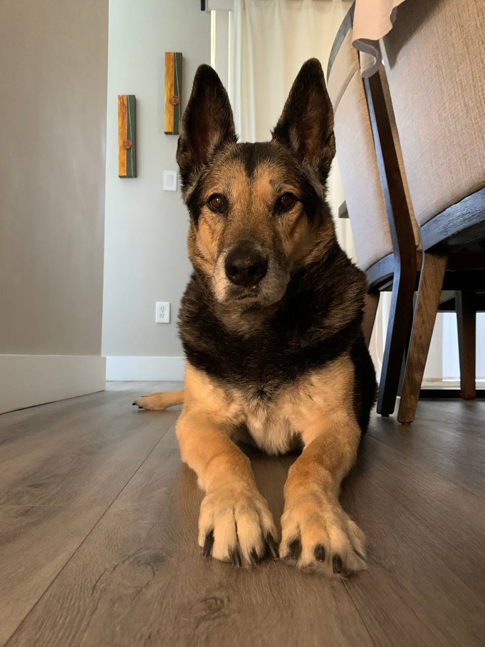 Client dog