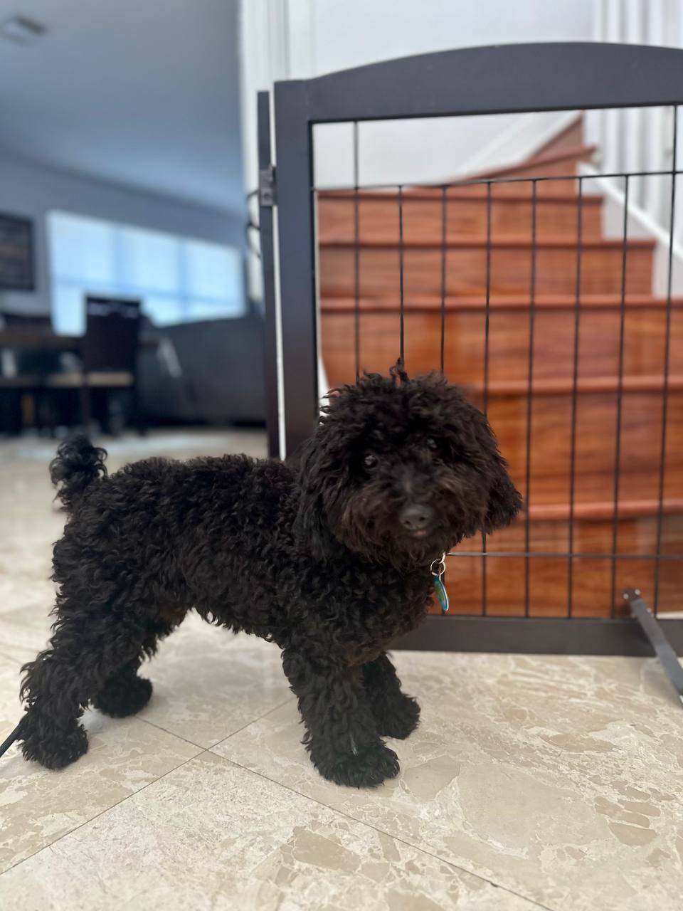 Client dog