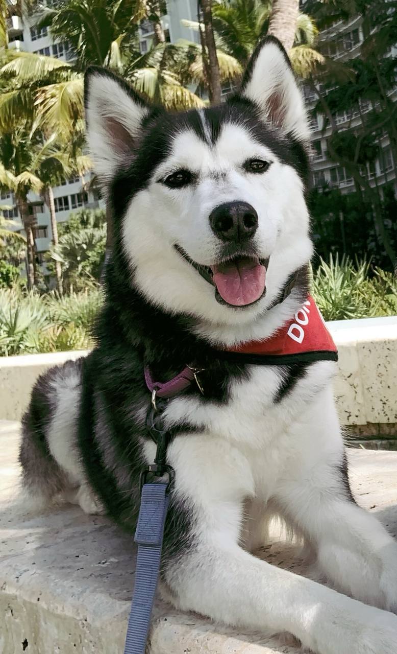 Client dog