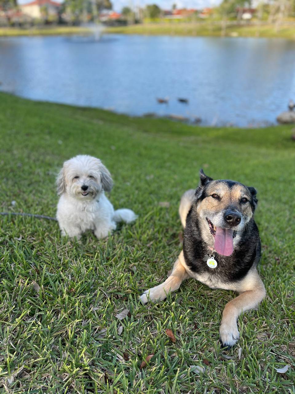 Client dogs
